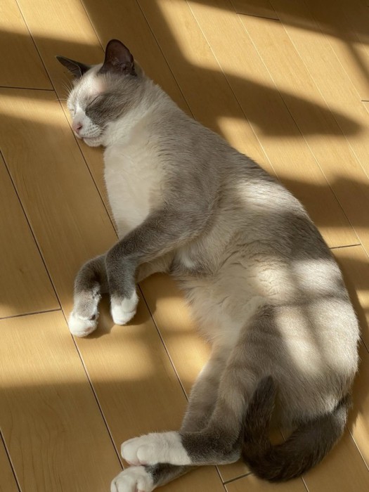 床で寝ている猫