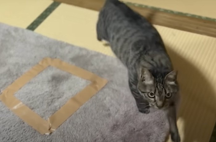 カーペットの脇でカメラを見つめる猫