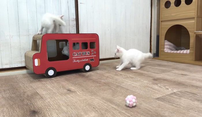 仲良く遊ぶ3匹の子猫