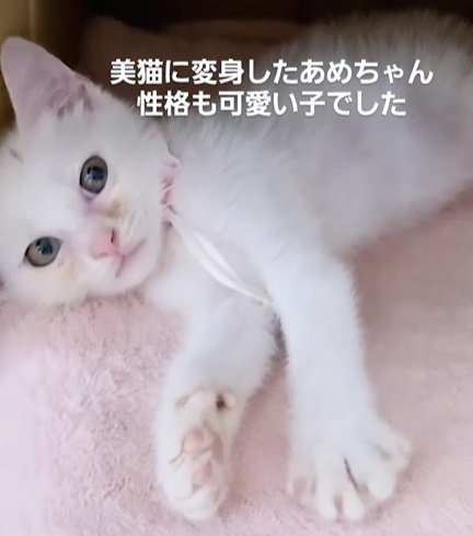 横になる白い猫