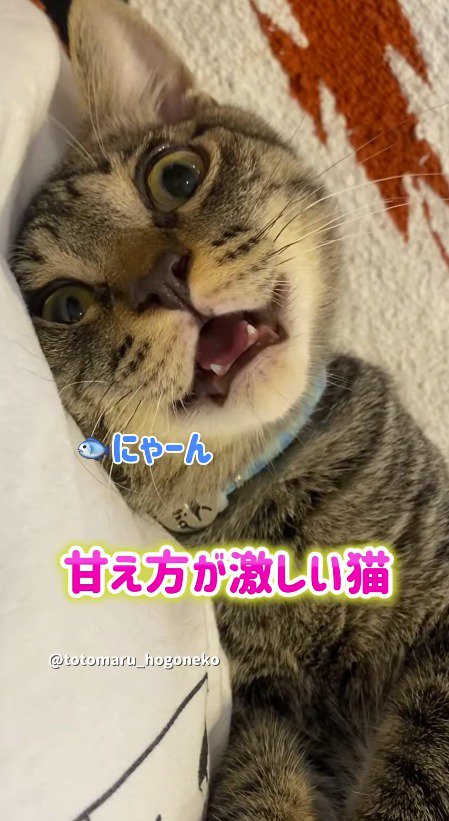 飼い主を見つめながら口を閉じる猫