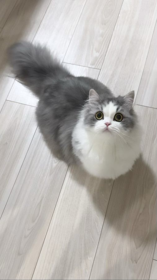 周囲を見まわす子猫