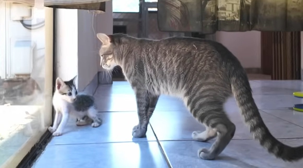 子猫を見守っているキジトラ猫