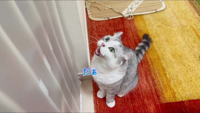 口を開いて女性に向かって鳴く猫