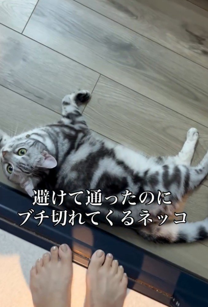 猫と、揃えられた人間の足