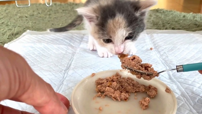 自分から食べるあるみちゃん