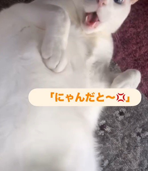 男性に向かって声をあげる猫