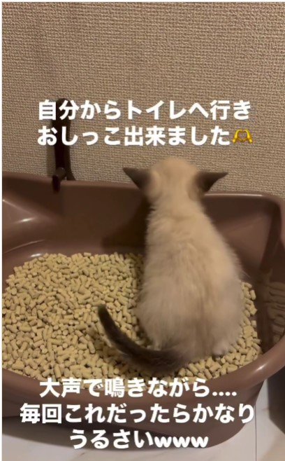 おしっこをしている子猫