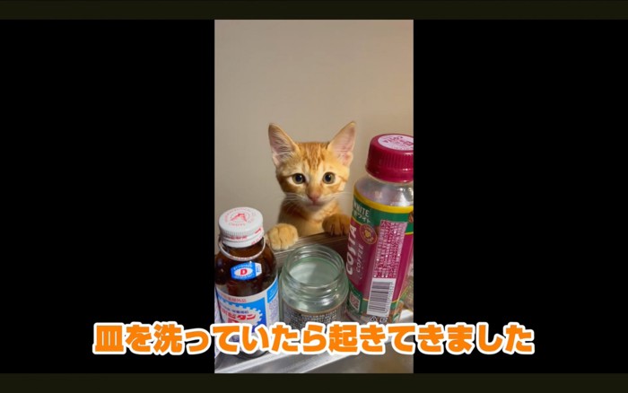 覗く猫