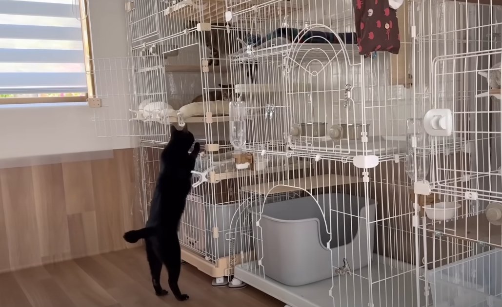 ケージに前足をかける黒猫