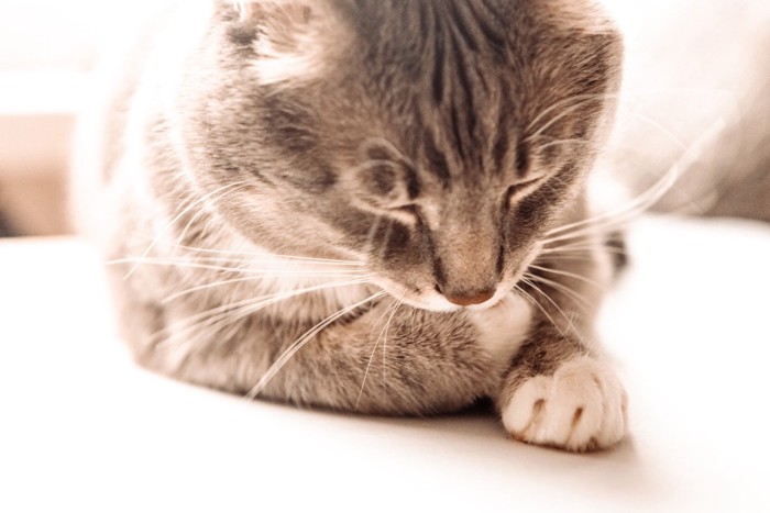 胸を抑えてうずくまるような姿勢の猫