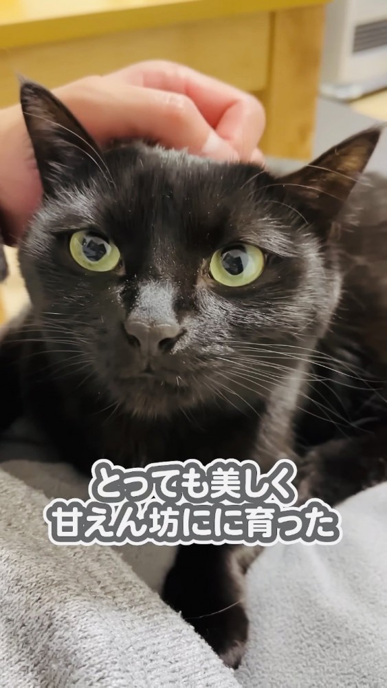 パパの足の上で撫でられる黒猫