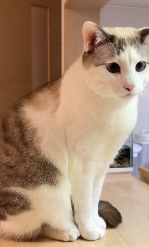 カウンターの上でお座りしているサバ白猫