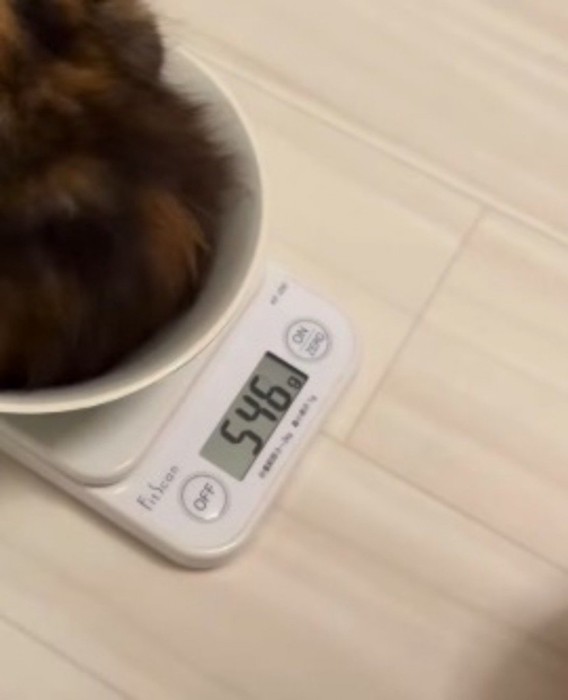 子猫が置かれてメモリが増えていく計測器のモニター