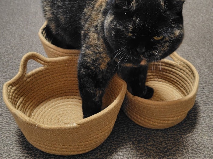 左右の前足はそれぞれ別のかご、後ろ足はそろえてかごに乗っているサビ猫の姿