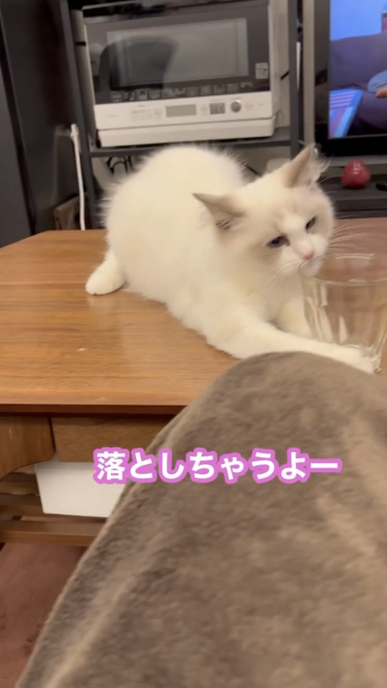 コップを触る猫