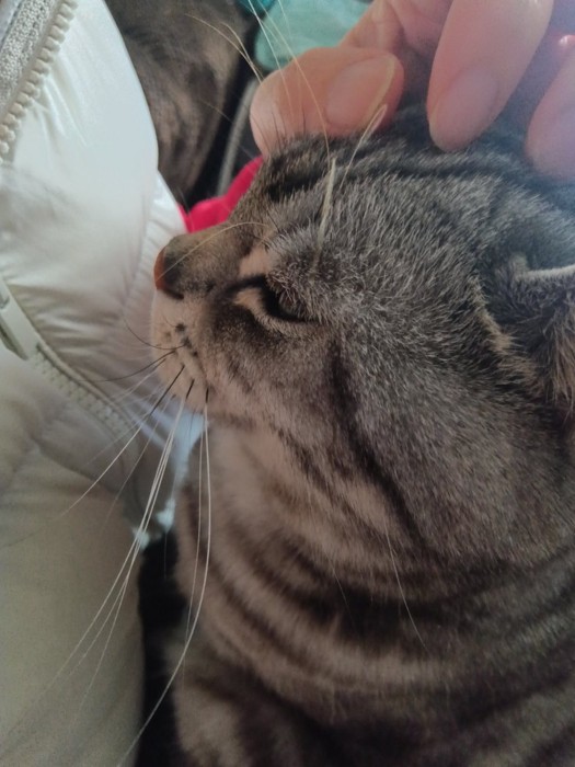 飼い主の膝の上で頭をマッサージされる猫