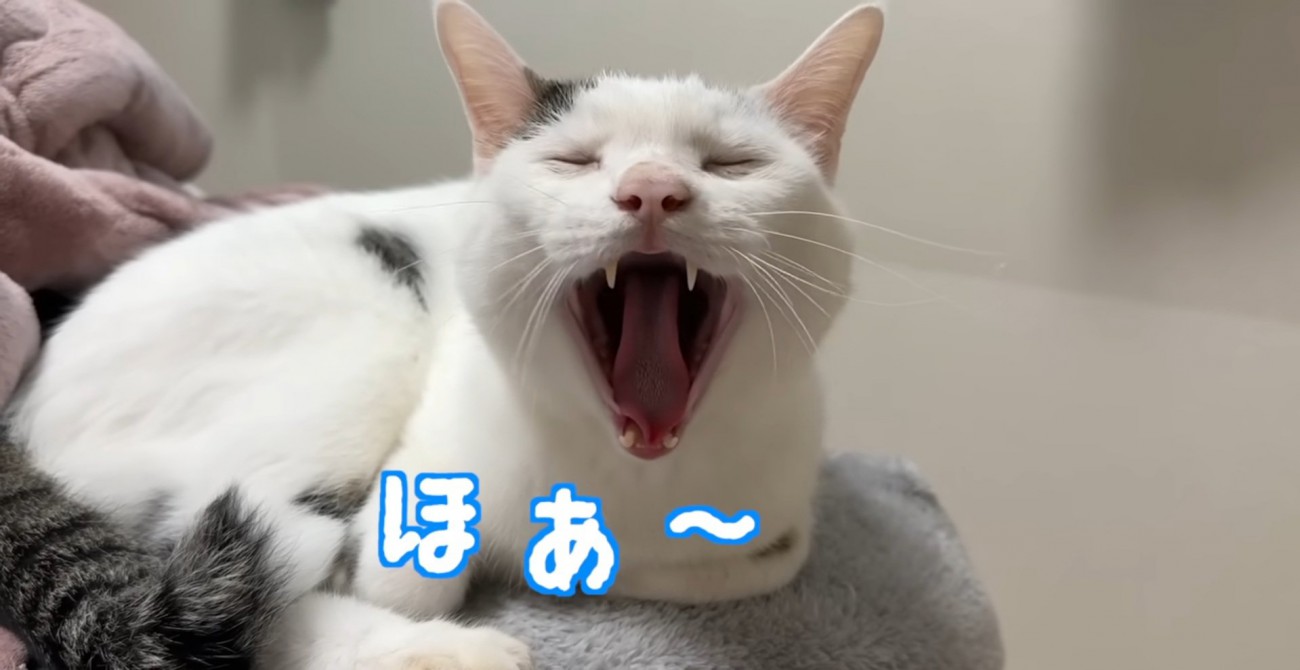 あくびする猫