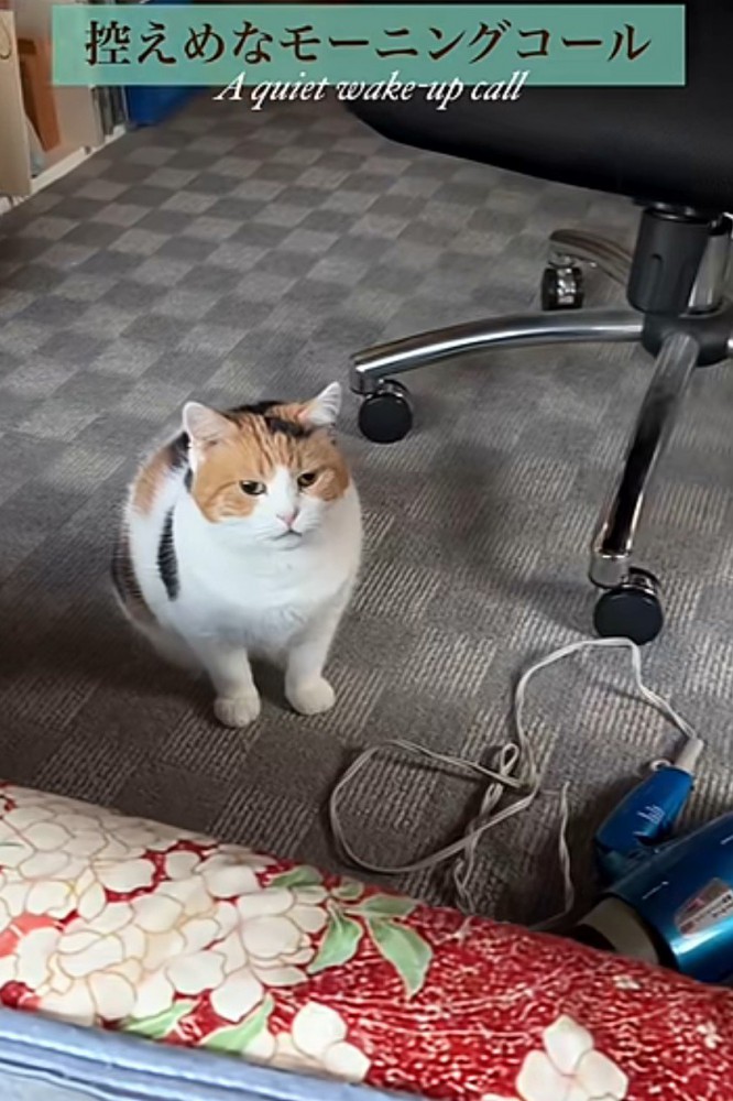 「控えめな…」と書かれた写真
