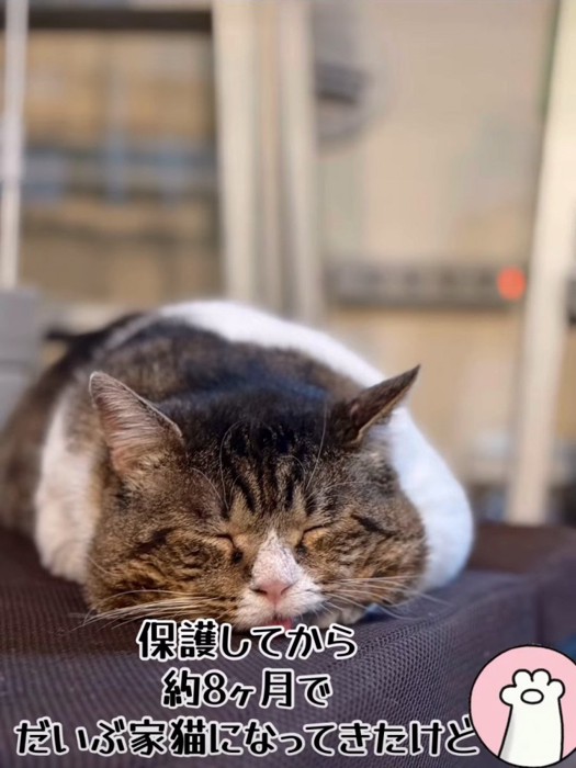 前足の上に顔を乗せて寝る猫