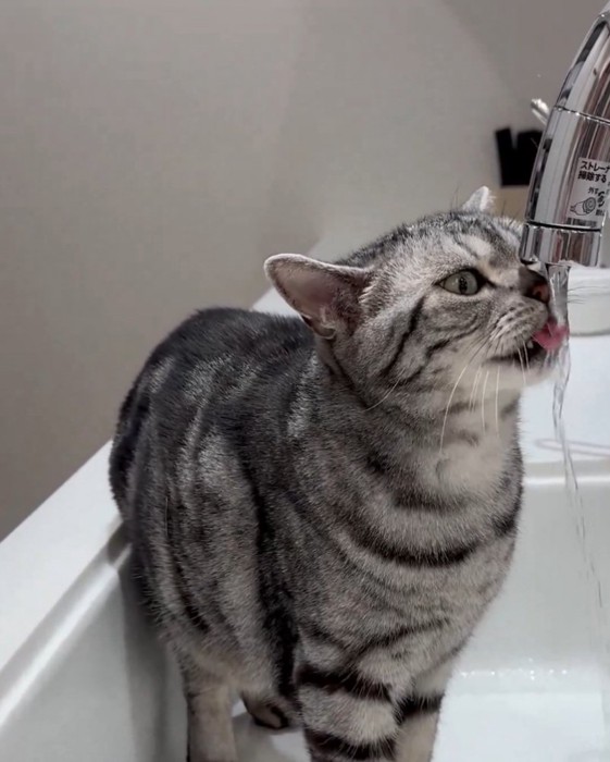 美味しそうにお水を飲む佐助くん