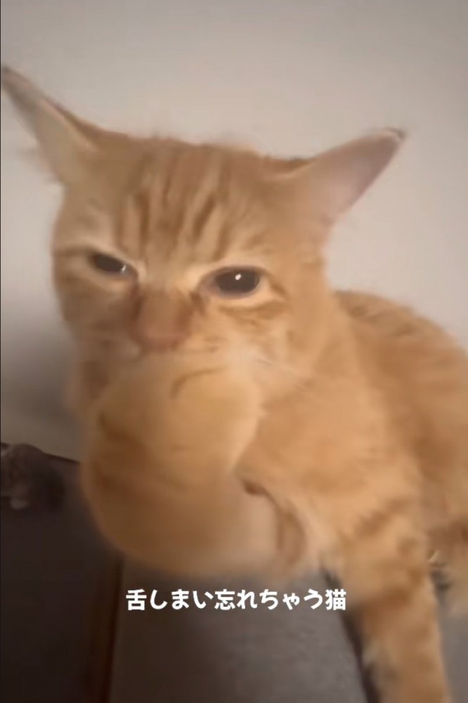 前足を毛づくろいする猫