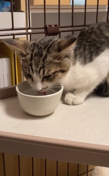 水を飲むやせた猫