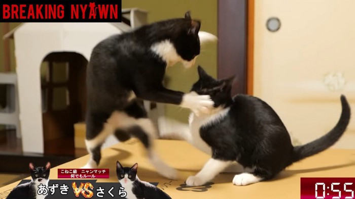 右側の猫を襲おうとする猫