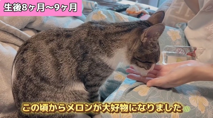 メロンを食べる猫