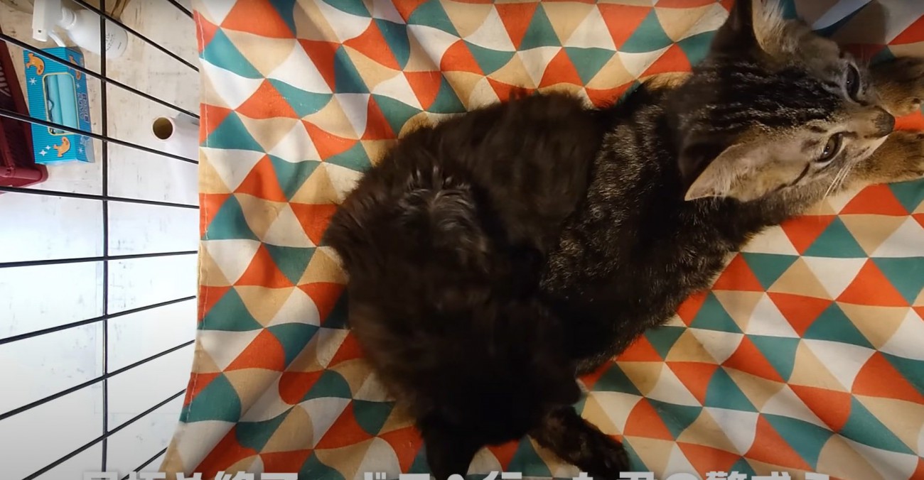 ゲージの外を見つめるカットちゃん