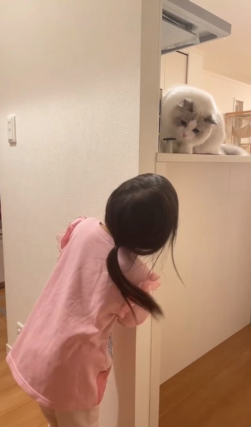 壁から顔を出す子供と引っ込む猫