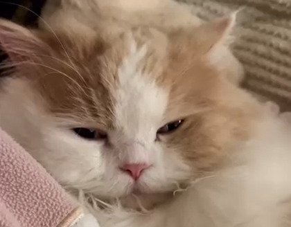 猫の顔のアップ