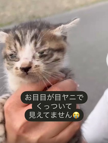 子猫の顔のアップ