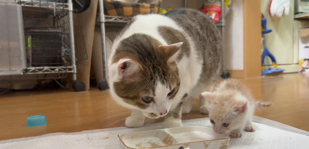 食べ終わった成猫