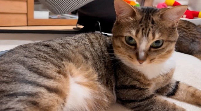 横になって飼い主を見つめる猫