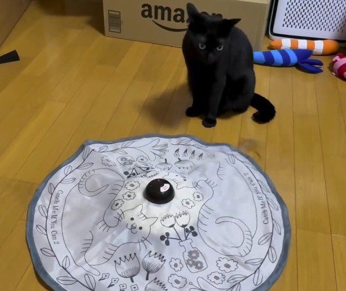 おもちゃの前に座って遠くを見つめる猫