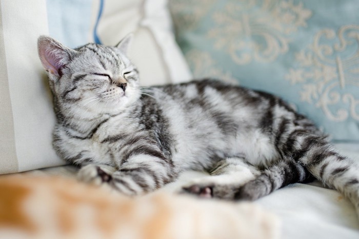 枕に寄り掛かっている猫