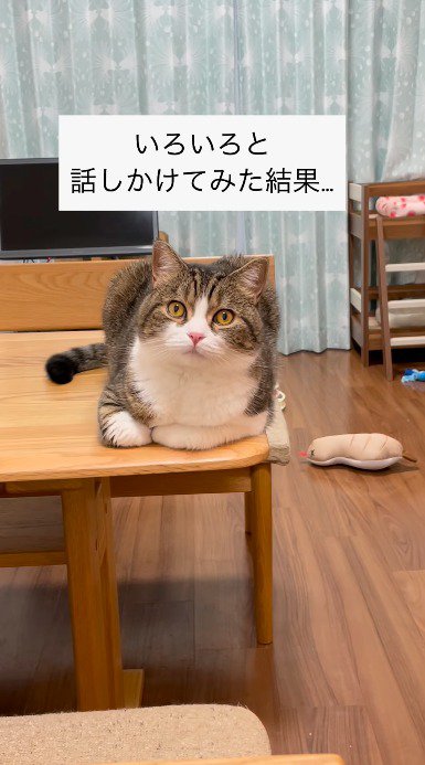 テーブルの上に乗っている猫