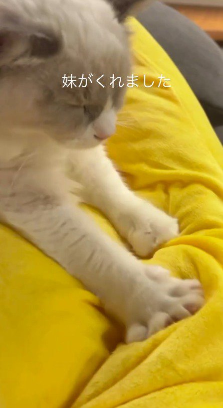 前足を使って長い時間黄色いクッションを踏む猫