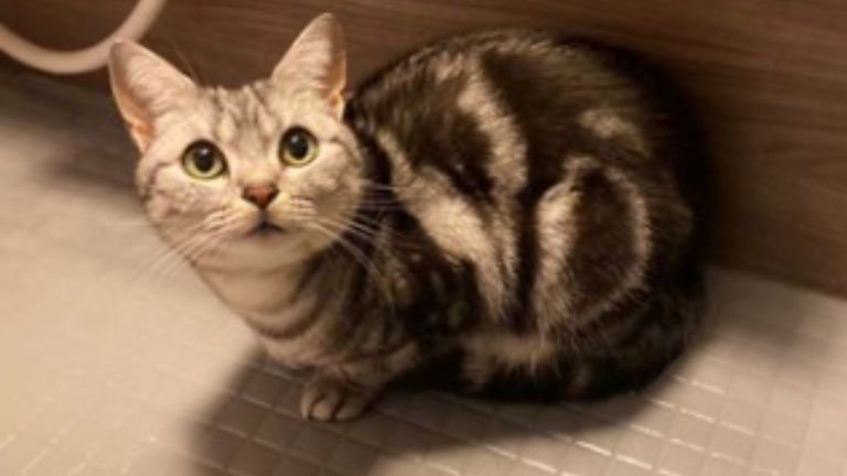 お風呂にいる猫