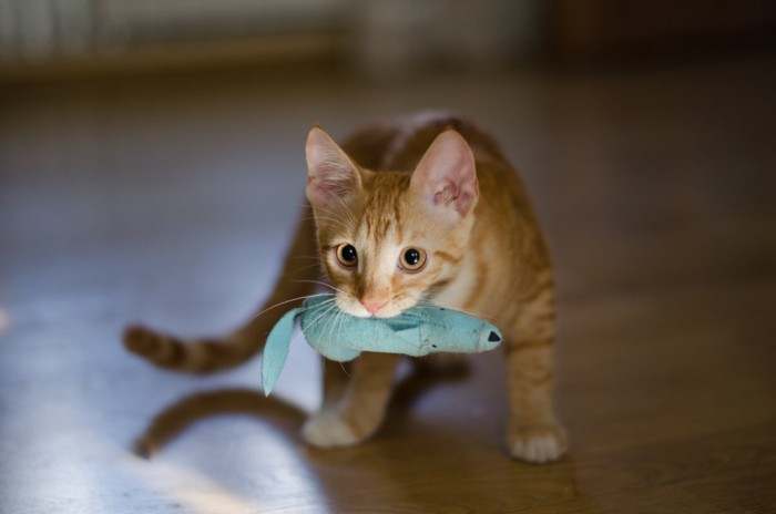 おもちゃをくわえている猫