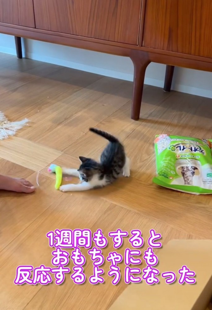 おもちゃで遊ぶ子猫