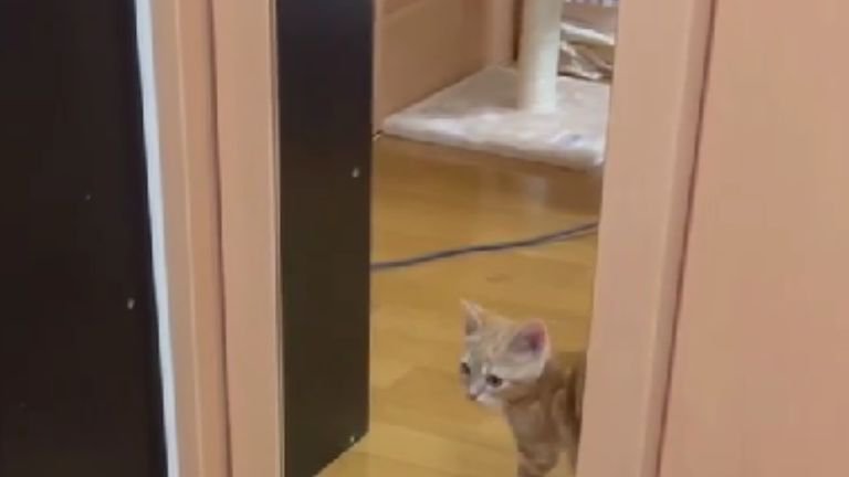 鏡に映った猫