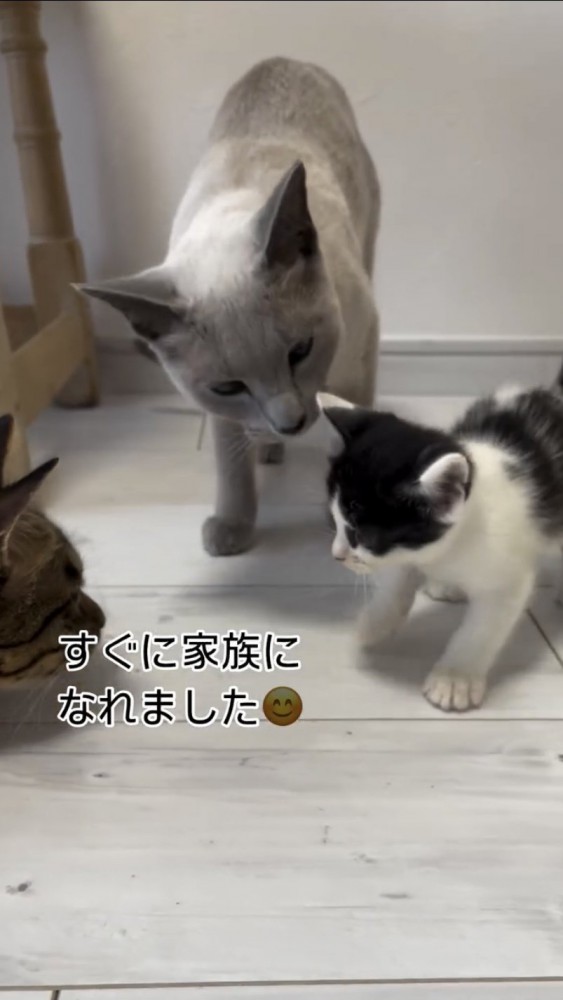 遊ぶ猫たち