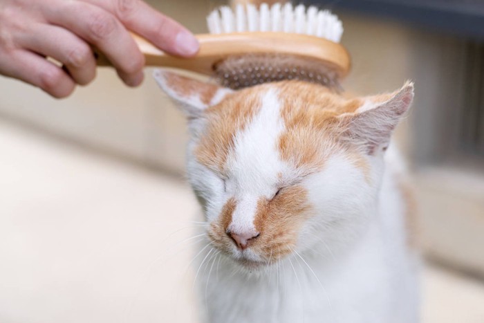 気持ちよさそうにブラッシングをされる猫