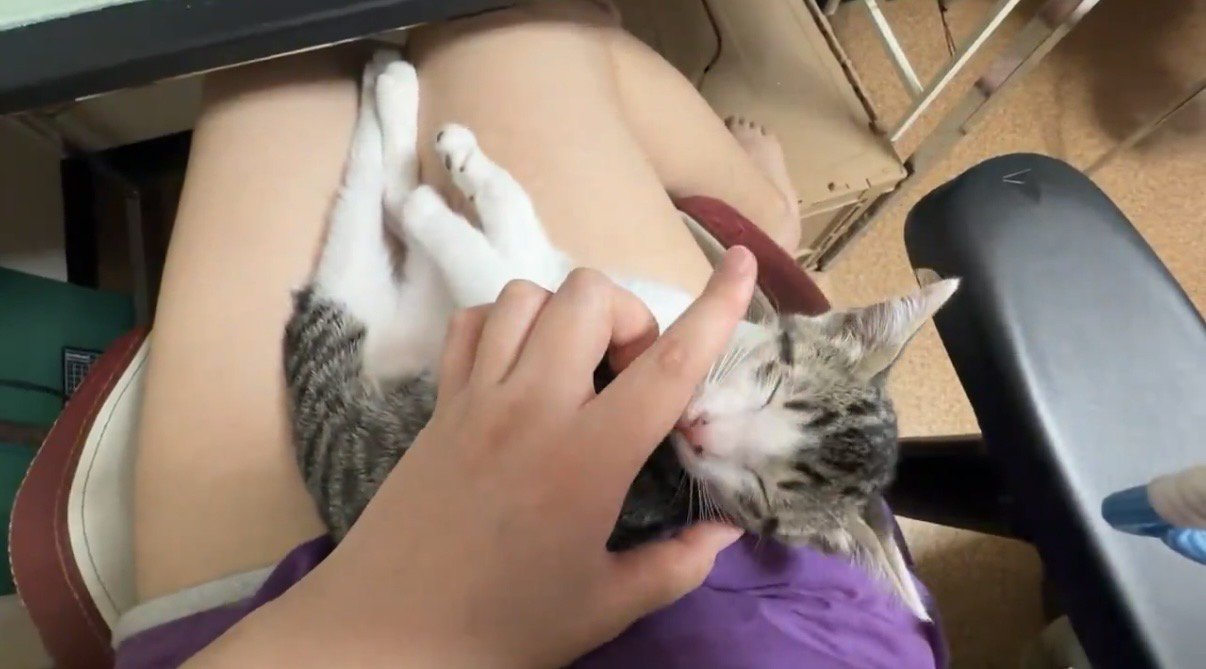 顔回りを撫でられるキジ白の子猫