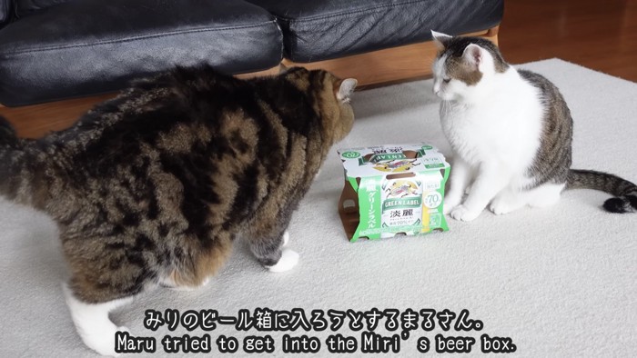 「みりのビール箱に入ろうとするまるさん」のテロップ写真