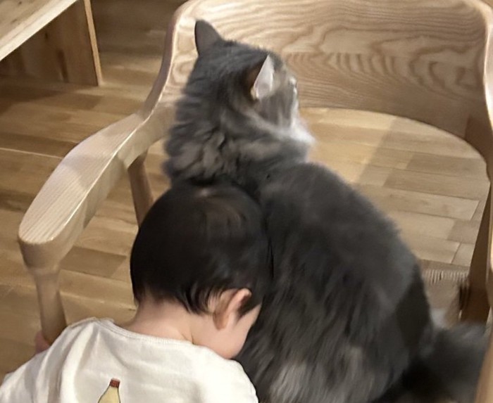 猫にあいさつをする赤ちゃん