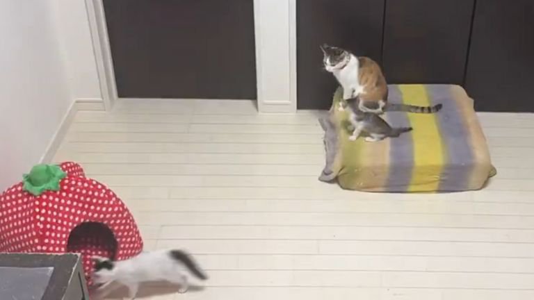 室内で過ごしている猫たち