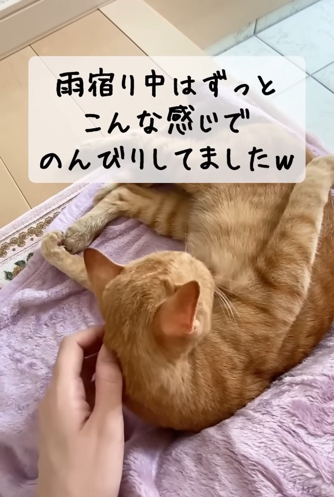 頭をなでられながら毛づくろいする猫